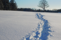 Spuren-im-Schnee